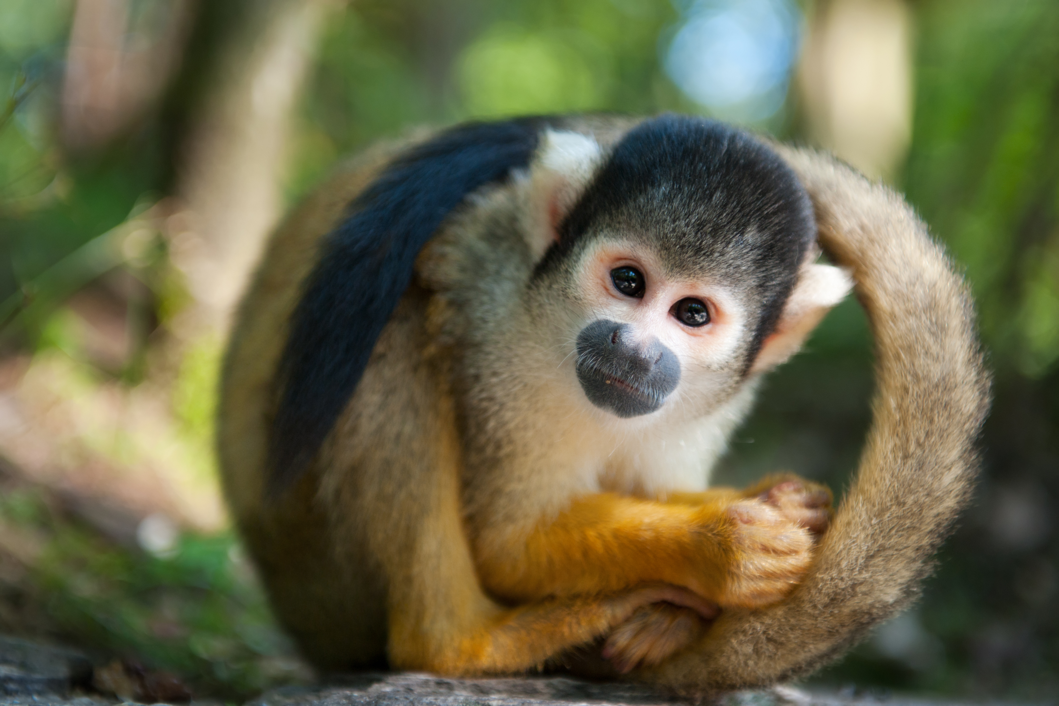 Costa Rica - Squirrel Monkey