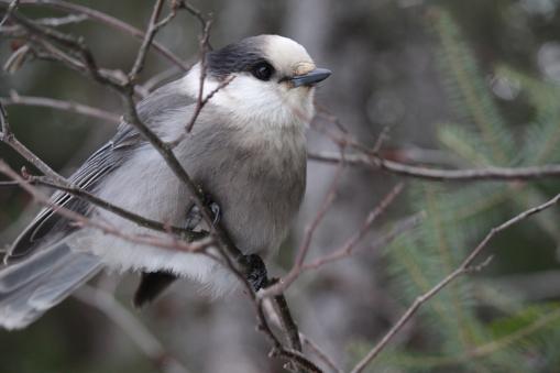 Grey Jay