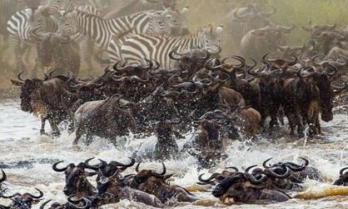 The Great Migration, Tanzania, Kenya