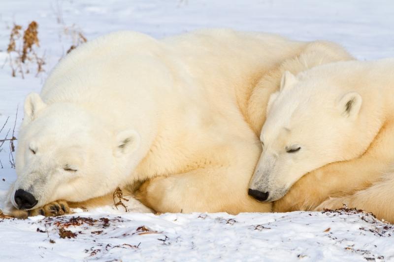 Polar Bears, Churchill, Manitoba, Canada