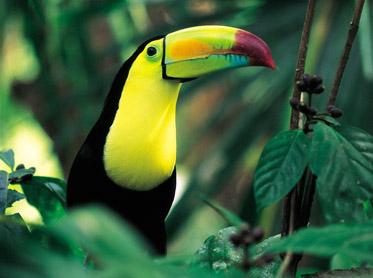 Tucan, Belize