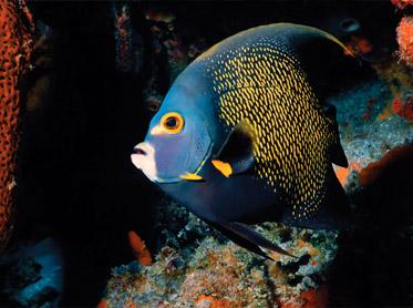 Angel fish, Belize